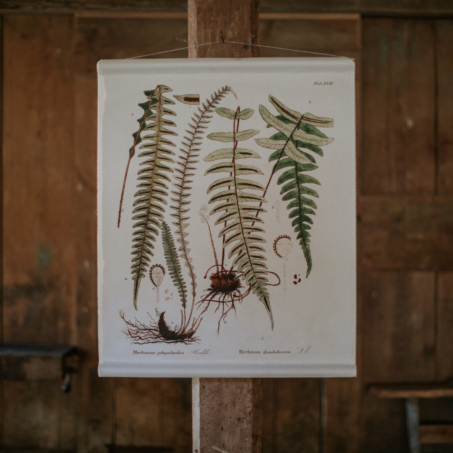 Hammock Fern - Canvas Wall Hanging